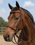 English brown bridle