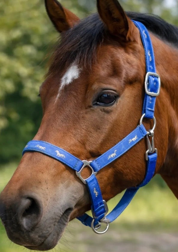 Blue Horse Overlay Halter