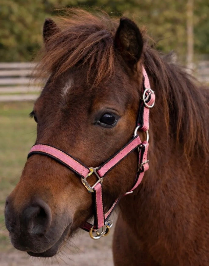 Pink Weanling Halter