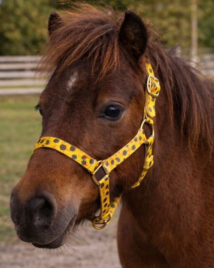 Sunflower Mini Halter
