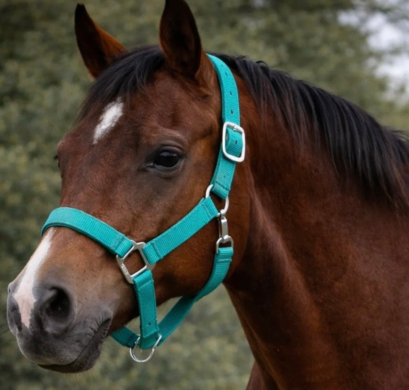 Teal Breakaway Halter