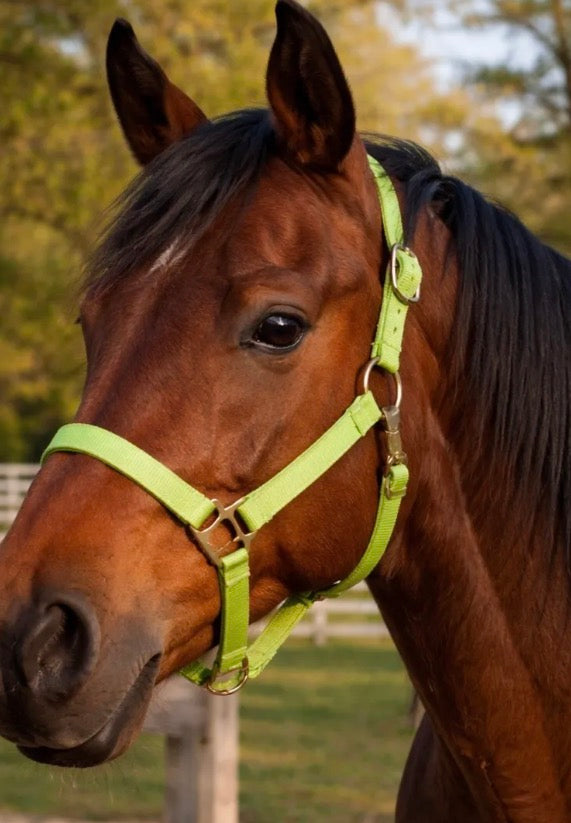 Green Weanling Halter