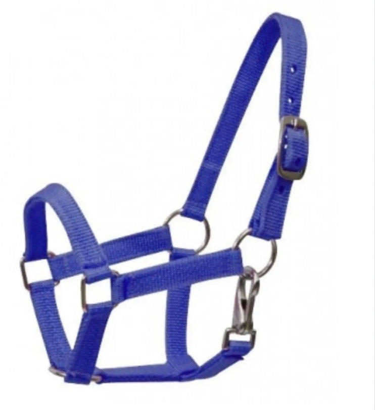 Horse Blue Halter