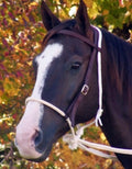 Mustang Breaking Hackamore W Reins