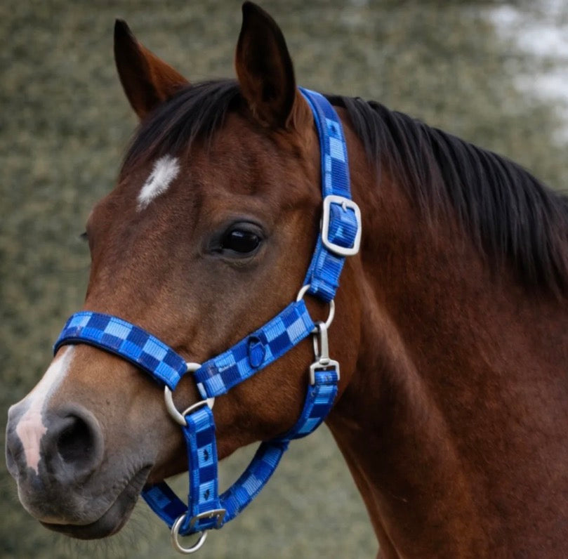 Blue Checker Breakaway Halter Size Extra Full