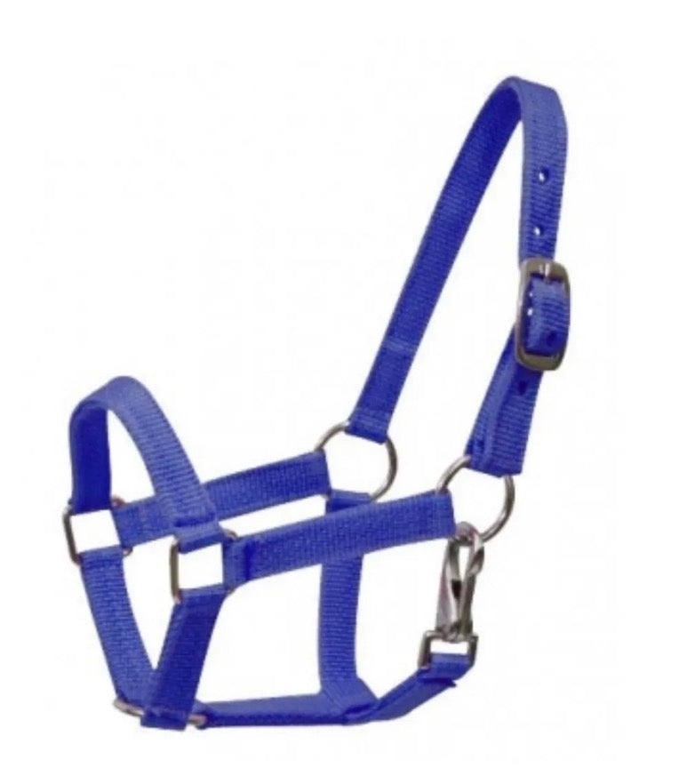 Pony Blue Halter