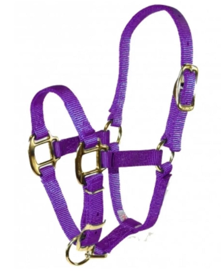 Lavender Weanling Halter